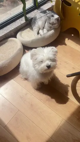 😍😍 #တ႐ုတ္စကားေျပာနားေထာင္ရည္ေလ့က်င့္ရန္ #pet #petlovers #Lovely #foryou #lovelydogs #fypageシ #petlovers_pets #chineselanguageclass #justforlaughs #funny #毛孩子 #justforfun