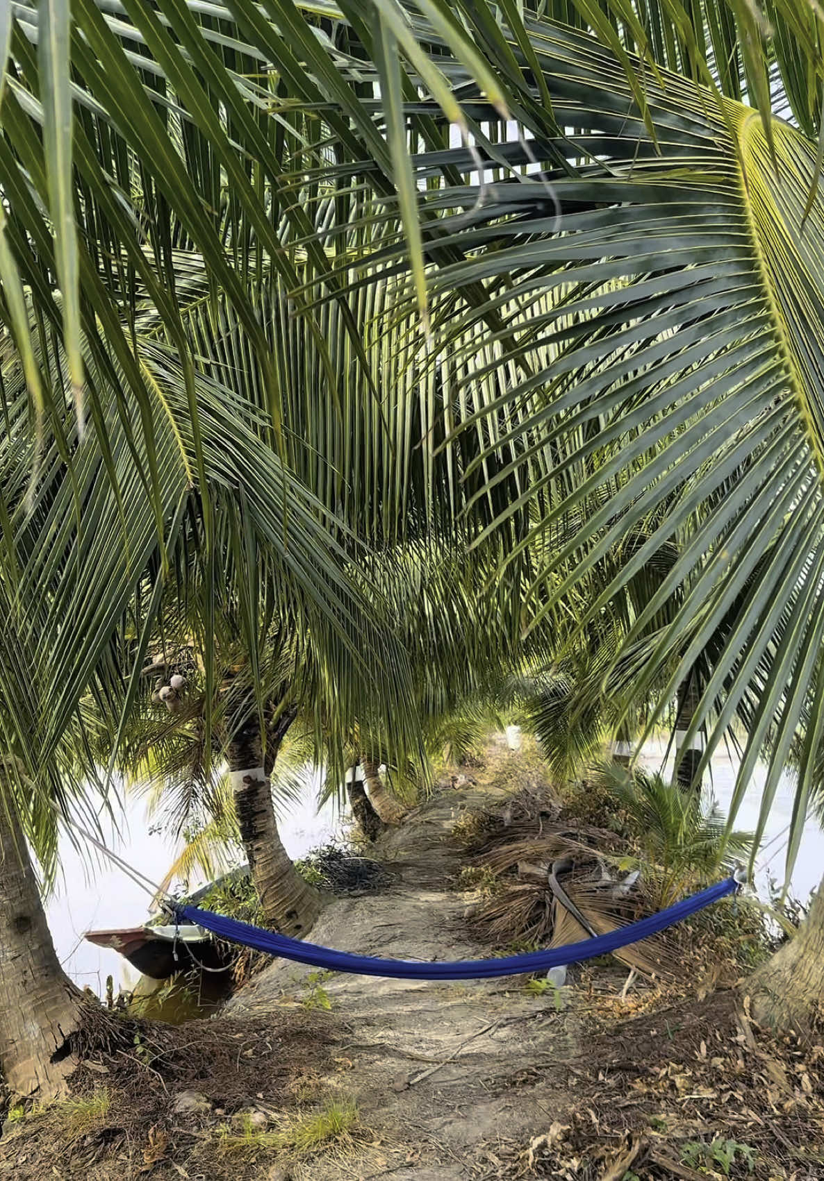 Miền tây mình mát mẻ quá ạ.. 🌾🦐 #vivucùngcô4 #cô4ơi🦐 #mientayquetoi🌴🌴🌴🌴🌴 #mientay #mientaysongnuoc #mientayvlogs #nuoitom #cô4ơi🌾 #68kiêngiang🇻🇳 #kiengiang #cô4ởmiềntây #mientayquetoi 