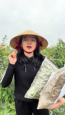 Mua trà về sử dụng nha anh chị #xuhuong #caycagaileo #cayxaden #xuhuongtiktok 