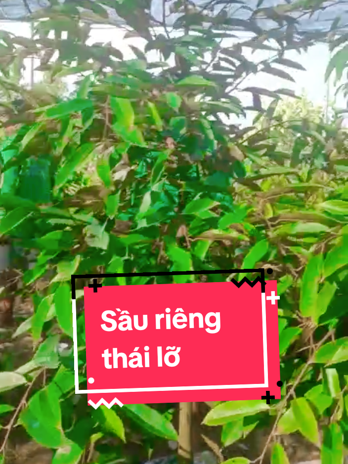 chốt 10 Sầu riêng thái lỡ trồng rút ngắn thời gian ra trái #trungtamcaygiong #caygiongchatluongcao #caygiongcailay #sau #sauriengthai #saurienglo 