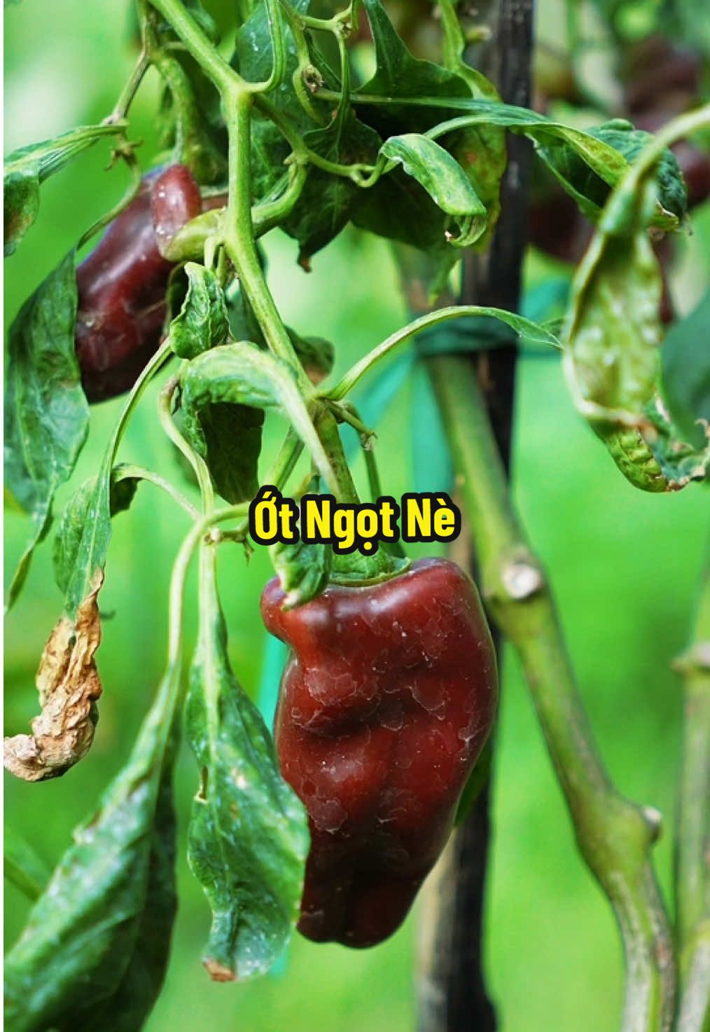 Cây Ớt Ngọt MiNi 🤧#hienonha #ottraicay 