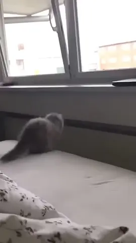 Cat jump failed #tiktok #funnyvideos #usa🇺🇸 #cats #foryou #funny 