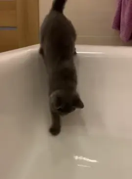 The cat fell into the bathtub #funny #cat #pet #foryou 