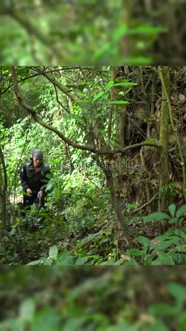 Bamboo House On The Tree - Part 1 #bushcraft #build #camp #camping #survival #shelter #Outdoors #outdoor #viralvideo #fyp #construction #wildlife