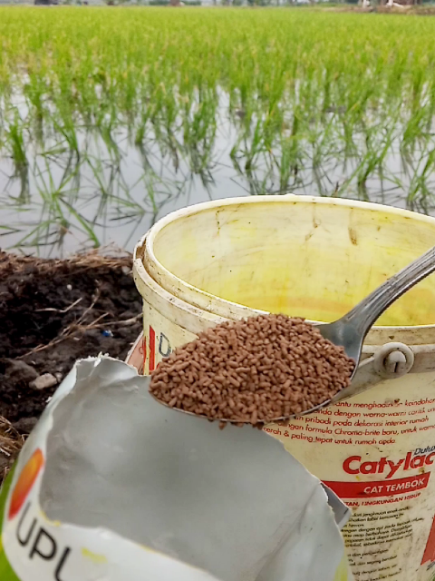 penyemprotan herbisida pembeku biji gulma anti matun#herbisida #erosgold #gulma #petani #padi 
