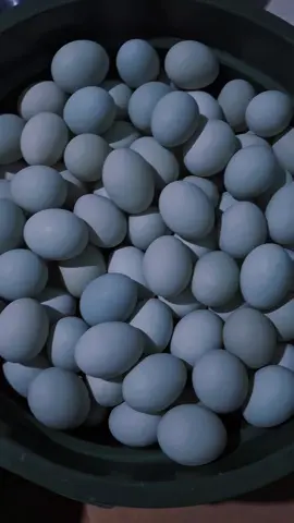 JMTA(Jaya Makmur Telur Asin) #telurasin #telurasinnganjuk #bebekpetelur #telurasinenakmurah #nganjuk24jam #telur #telurbebek 