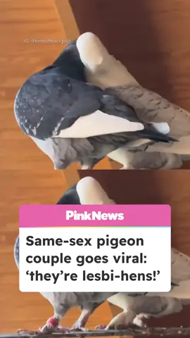 We love lesbians-hens! 🐦  Charm and Suki are a same-sex pigeon couple who are taking the internet by storm. Their owner (Black Gold Avians on Instagram), says she constantly finds the pair “affectionately kissing and cuddling together”, and that while Charm is not male, she will still assume the masc role of “mounting her wife to stimulate breeding hormones”. However, male pigeon Keigo doesn’t like other couples mating on his perch and will often “aggressively confront” the lesbi-hens.  #pigeons #lesbiancouple #lesbians #pigeonsoftiktok #lgbtqia 