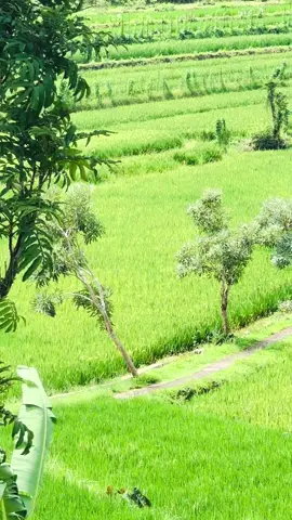 #dusunnglegok #salamanmagelang #fyp #fypシ #persawahan #persawahanindah #persawahanindah🌾 #sawahpedesaan #alam 