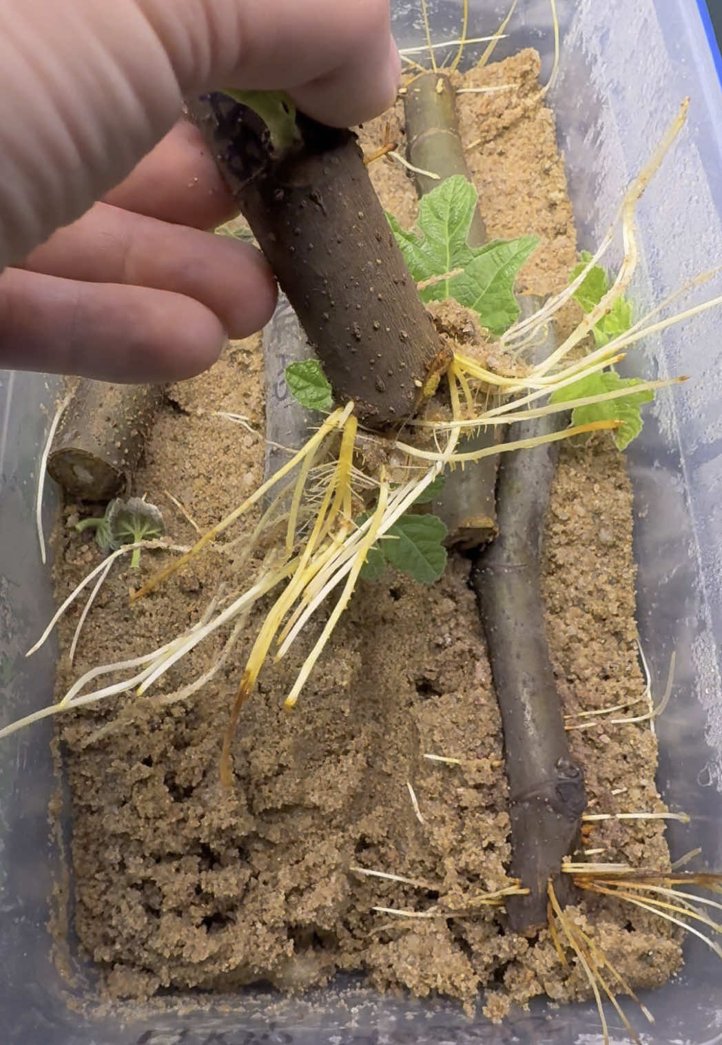 🚨 SECRET Plant Propagation Hack – 100% SUCCESS! 🌱 🚨 STOP buying plants! 😱 I tested EVERY rooting hormone to find the FASTEST, EASIEST way to grow new plants from cuttings—the results are CRAZY! 🤯💥 ✅ Works on roses, figs, hydrangeas, lavender & MORE! 🔥 You won’t believe which method ACTUALLY works! ⏳ It takes just DAYS to see results! 📌 SAVE this for later! 💬 COMMENT ‘Plant Hack’ if you want to try this! 👀 TAG a friend who NEEDS to see this! #gardening #propagation #PlantTok #gardeninghacks #homesteading #rootinghormone #easygardening #growyourown 