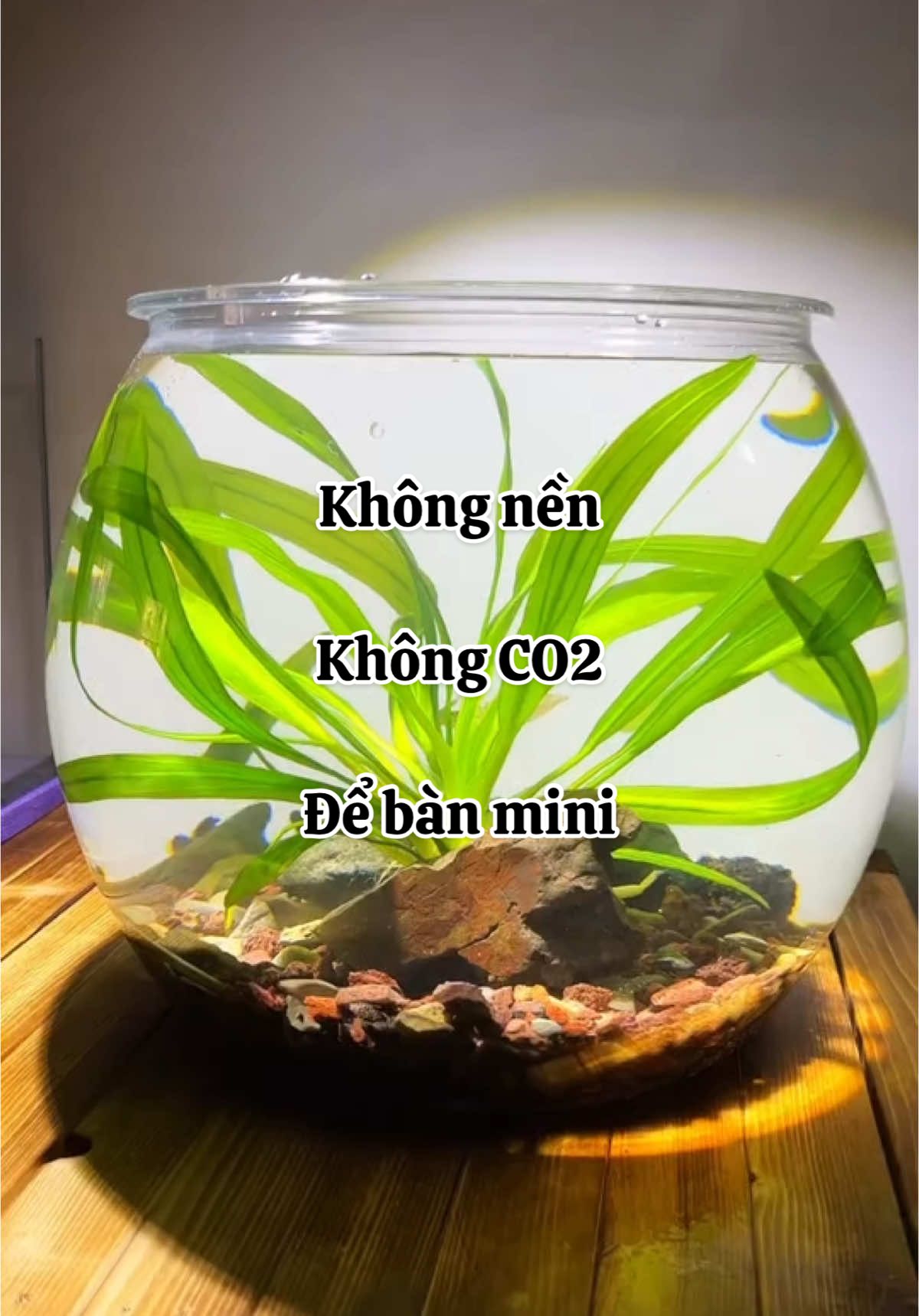 Mê quá #xuhuong #thuysinh #nghienthungxop 