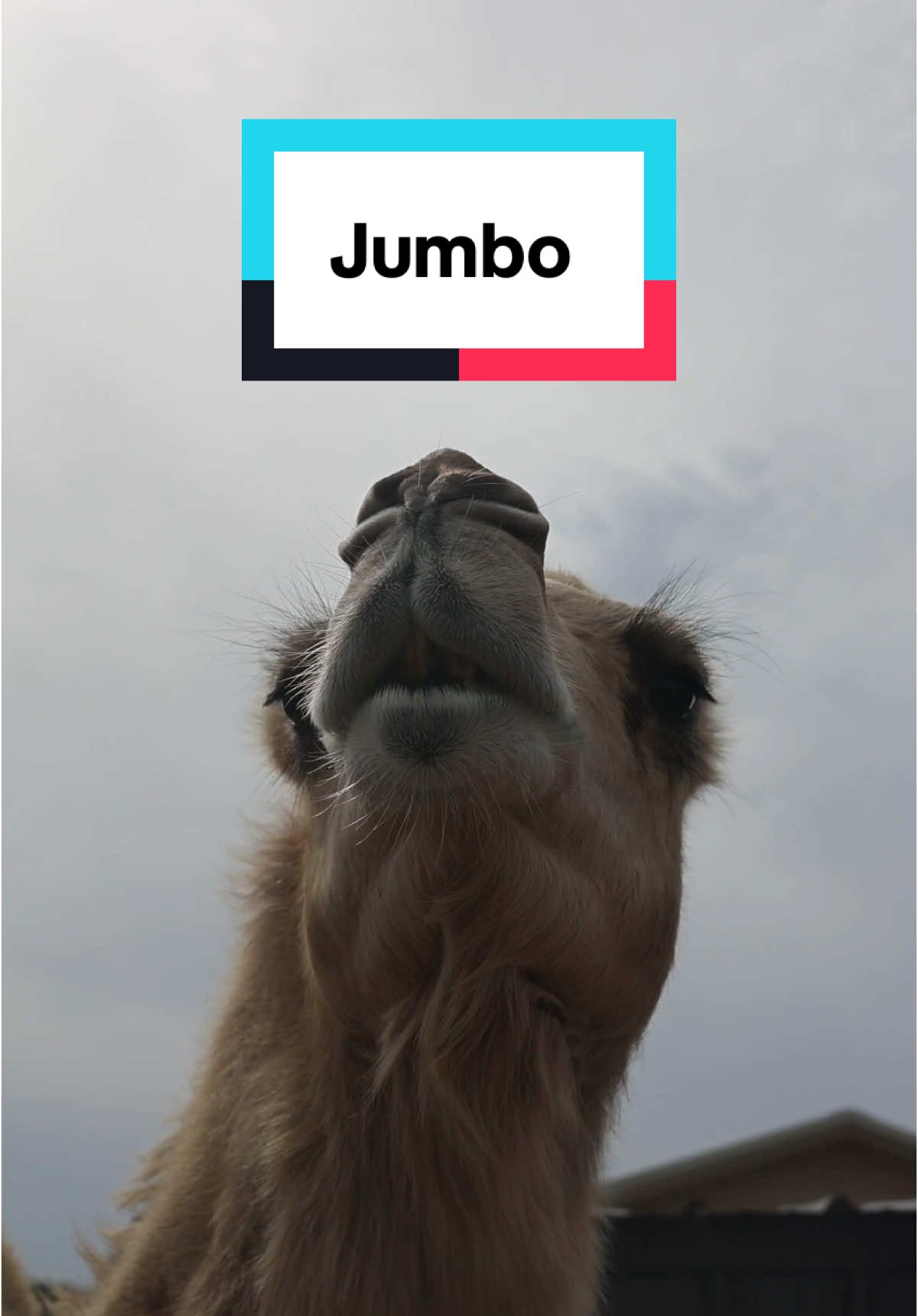 When a new horse moves in next door to Jumbo and does not say hello, he has a lot to say. It personally offends Jumbo. What kind of neighbor doesn’t greet their new friends? So rude and hurtful.. 😉
