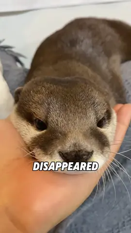 “Fishermen use otters to catch fish”#foryou #tiktok #fyp #animals #cute 