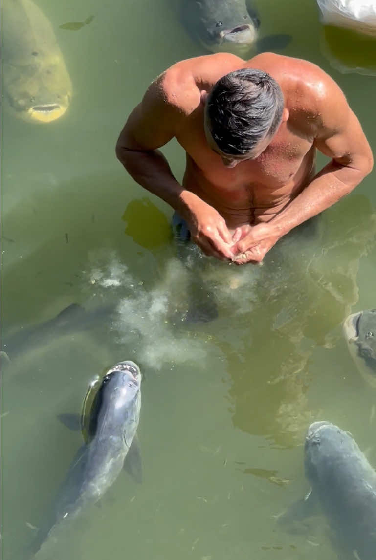 #valdemir Encantador de peixe gigante 