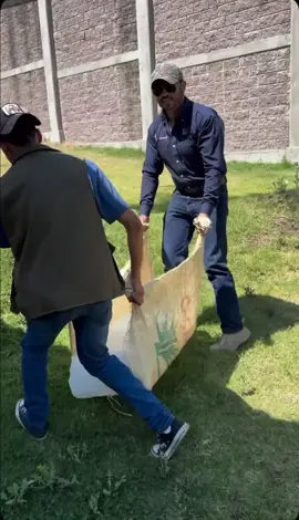 🐆❄️ Enriquecimiento para felinos mayores con bloques de hielo y frutas 🍉 El día de ayer realizamos una sesión especial de enriquecimiento ambiental para nuestros felinos mayores en el Zoológico del Altiplano, utilizando bloques de hielo con frutas y verduras como una forma de estimular sus sentidos y promover comportamientos naturales.Aunque las frutas y verduras no forman parte de la dieta natural de los felinos, este tipo de enriquecimiento está diseñado para trabajar con aromas, texturas y temperaturas, lo que les permite explorar y activar sus instintos de una manera segura y controlada. 🧠 ¿Por qué es importante este tipo de enriquecimiento?Los felinos, incluso en cuidado humano, conservan muchos de sus instintos naturales. En la naturaleza, un depredador no solo se alimenta, también dedica gran parte de su tiempo a buscar, cazar, oler y manipular su entorno. Cuando un animal en cautiverio no recibe este tipo de estímulos, puede desarrollar estrés, aburrimiento o comportamientos estereotipados (como caminar de un lado a otro o morderse la cola). ¿Cómo funciona el enriquecimiento con hielo y frutas?  • Los bloques de hielo, al derretirse, liberan los aromas de las frutas y verduras, activando el sentido del olfato y la curiosidad del felino.  • La textura fría del hielo y las superficies resbaladizas obligan a los felinos a usar sus garras y fuerza para manipularlos, estimulando tanto su mente como sus músculos.  • Los colores y olores diferentes hacen que el felino explore el espacio y pruebe nuevas formas de interacción, fortaleciendo la conexión entre sus sentidos y su entorno. 💡Aunque las frutas y verduras no forman parte de su dieta, su inclusión en este tipo de enriquecimiento sirve para crear estímulos naturales y seguros que despiertan el interés y la actividad física de los felinos.Este tipo de enriquecimiento no solo mejora su bienestar físico y mental, sino que también permite que nuestros felinos desarrollen comportamientos naturales como el acecho, el olfateo y la manipulación, manteniendo así sus instintos activos y reforzando su salud general. 🌍 En el Zoológico del Altiplano trabajamos cada día para garantizar el bienestar de nuestros ejemplares, ofreciendo experiencias sensoriales y físicas que promuevan su calidad de vida y estimulen sus comportamientos naturales. 👉 ¡Conservación, cuidado y respeto en cada detalle! 🐾❤️ #EnriquecimientoAnimal #BienestarAnimal #FelinosMayores #Conservación #ZoológicoDelAltiplano