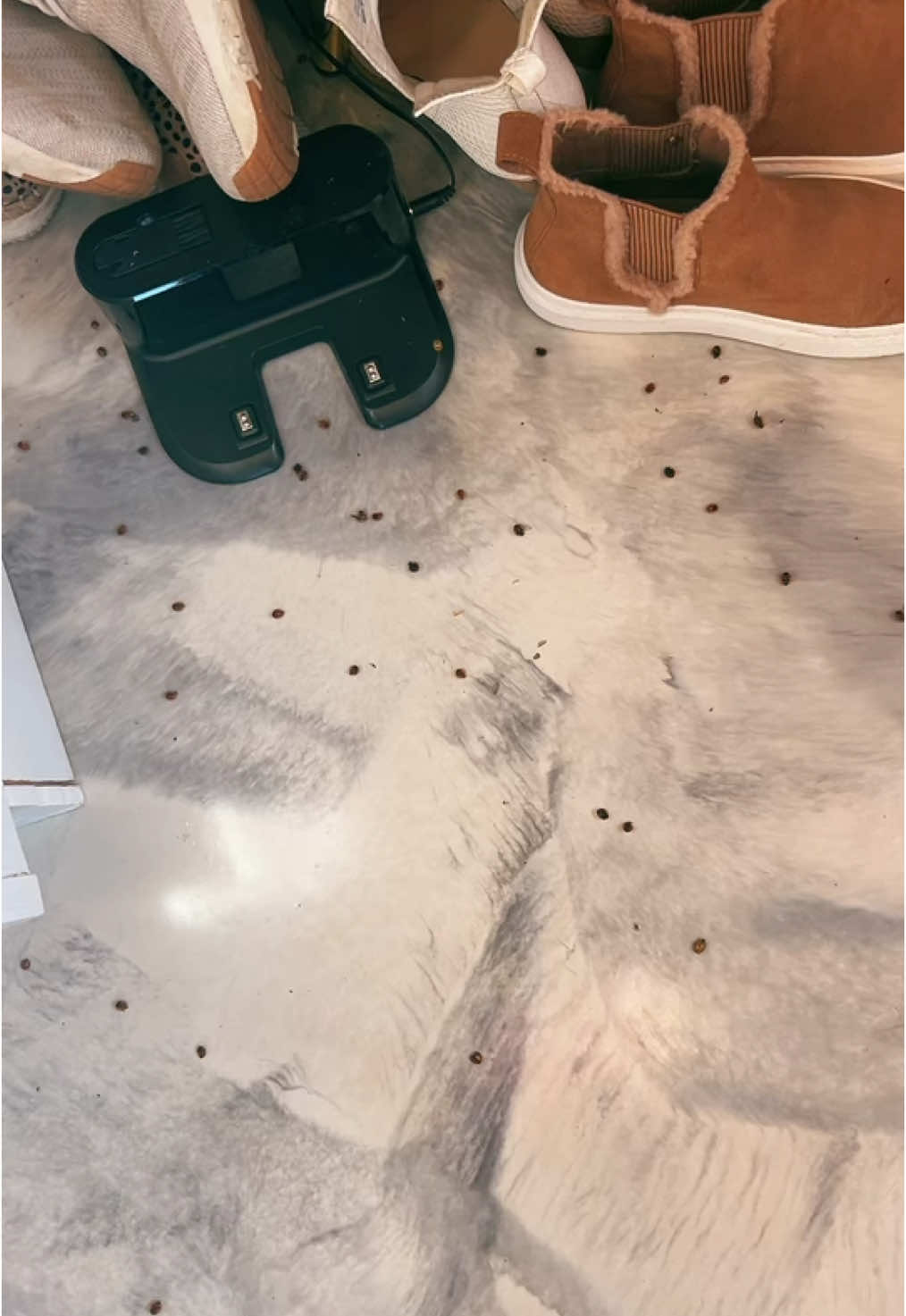 But really, lord help us country folks 😭 #asianbeatles #bugs #gross #help#sos #country #fyp #viral 