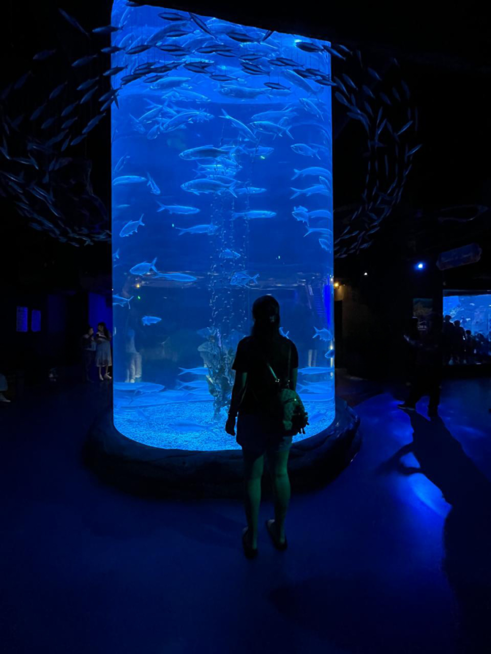 #jakartaaquarium  #neosoho  #jakarta  #aquarium 