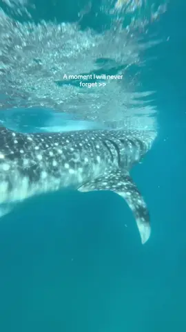 swimming with a whale shark🐋🪸 #cebu #whaleshark #philippines #oslob #sea #travel #backpacking #snorkeling 