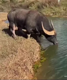 water buffalo #animalsoftiktok #animalworld #animal #animalvideo #buffalo 