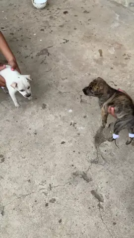 chồng độ nha ae.. mà gà bướm rung quá 🤣