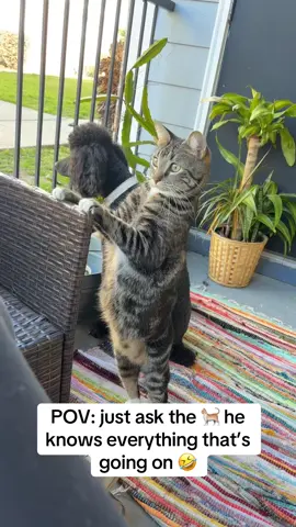 Nosey,nosey #catsoftiktok #noseyneighbor #noseycat #funnyvideos 