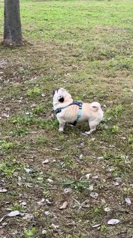 Pug Lover ❤️ #pug #dog #bonus