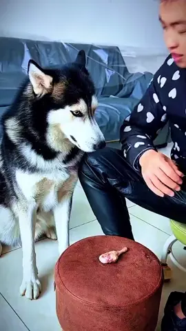 #dog #dogfunny #funnydogs #fyp 