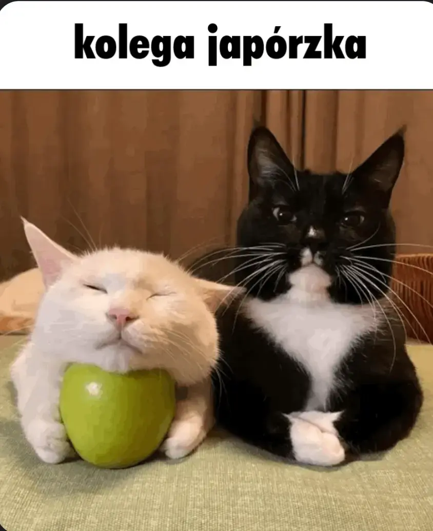 lubię auto 👍#catsoftiktok #fyp #dc #wybijsie 
