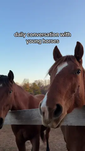 the way I could actually make so many videos with this audio, they’re wild #farmlife #horses #gelding #horsegirl #horse 
