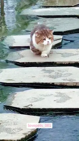#cats #cutecats #foryou #funnytiktok #funnyvideos #usa #funnyanimals #fypシ #cute #funnycat #catlover #funnypets #viral #funny 