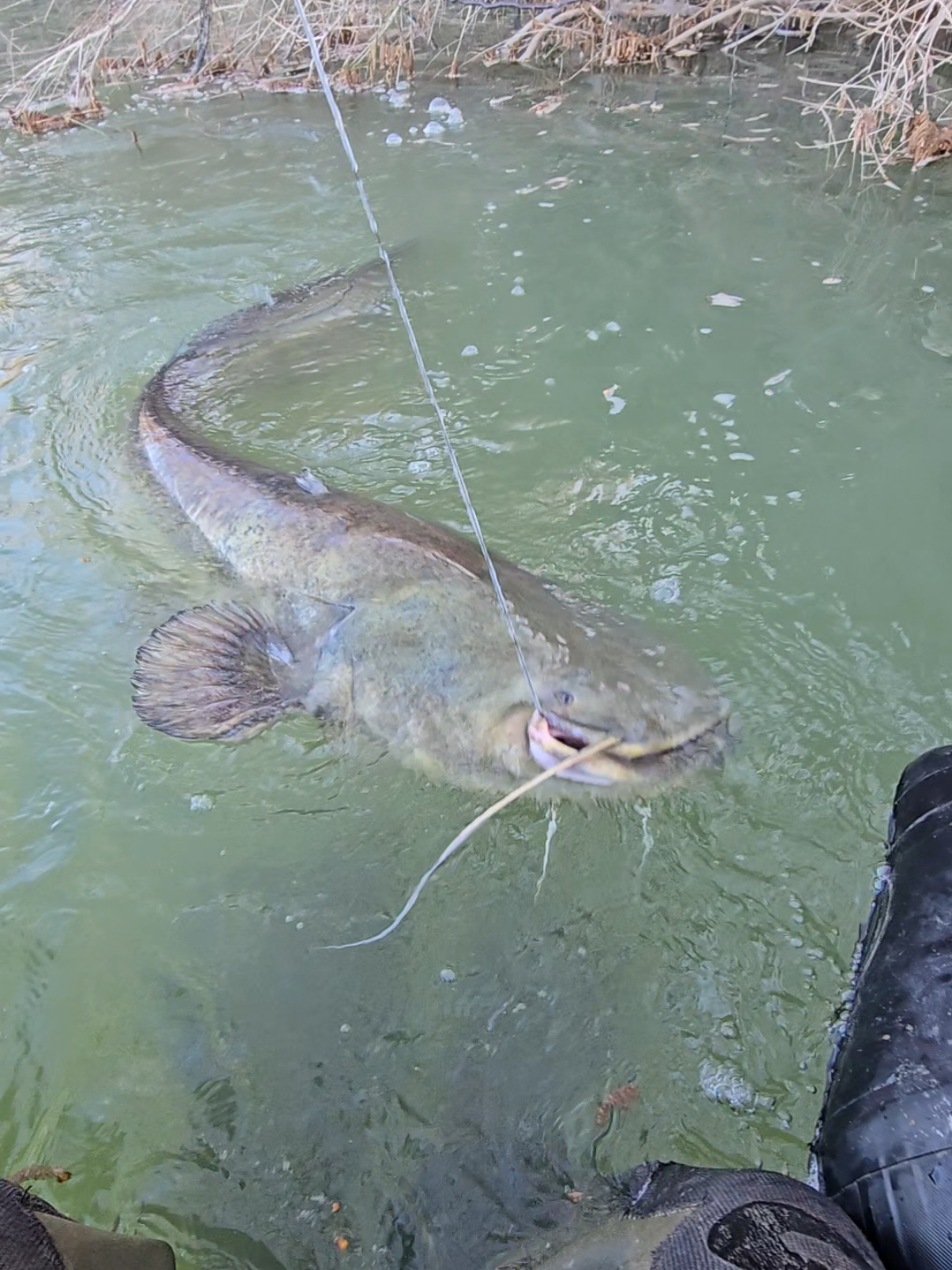 #fishing #pesca #wedcarstvo #catfish #siluro #sum #monsterfish #riverfishing #bigfish 