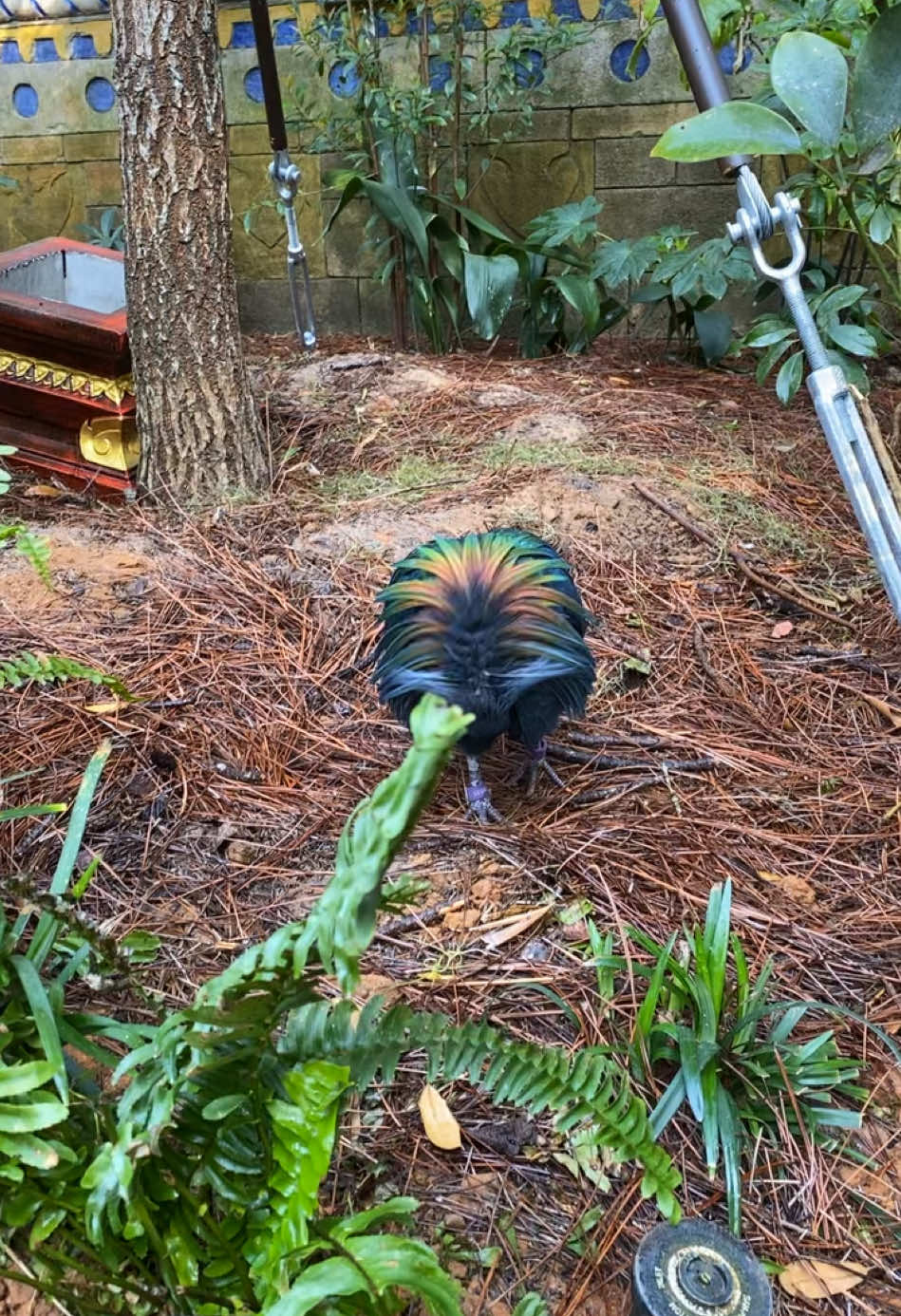 Nicobar pigeon #animalkingdom 