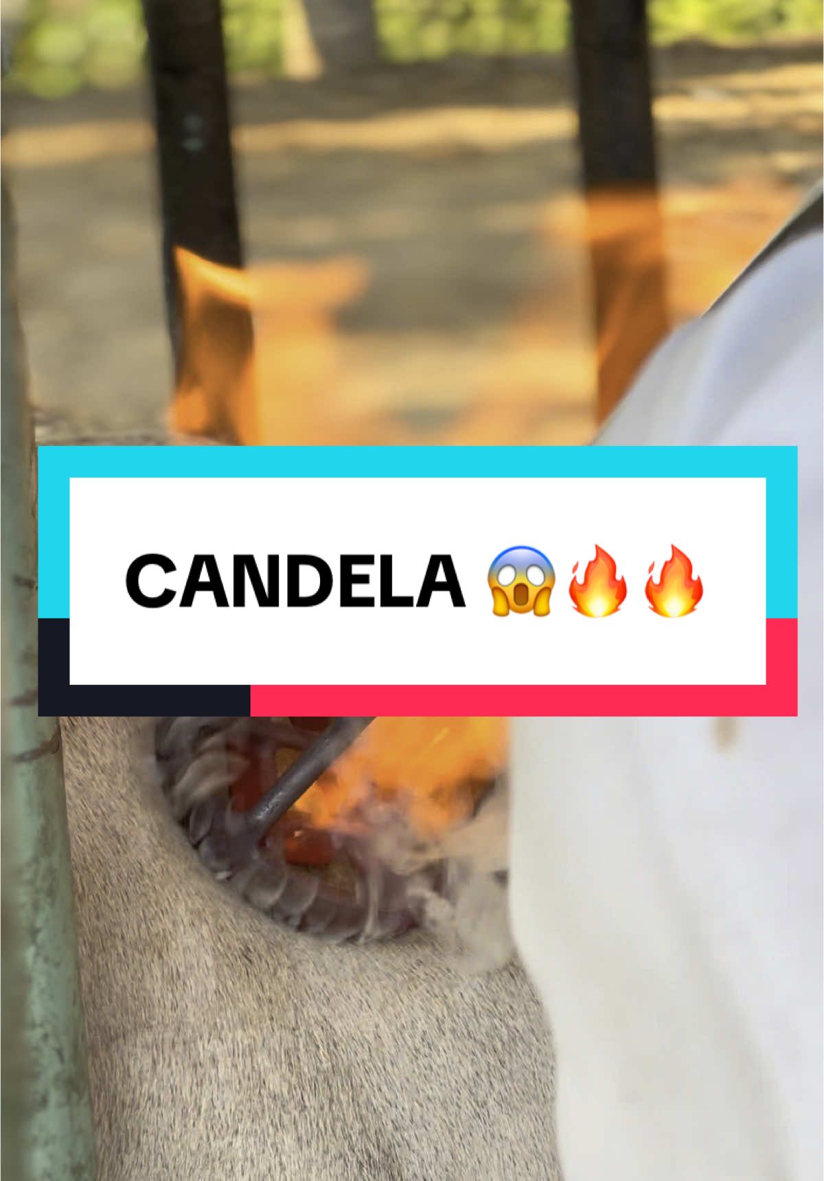 A candela viva, así se marca el ganado #ganado #flypシ #campo #finca #trabajo #vacas #checho #Dios #agradecido #ganaderia 