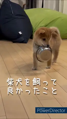 柴犬を飼って良かったこと#豆柴 #柴犬 #柴犬委員会 #かわいい #shibainu #mamesiba #dog 