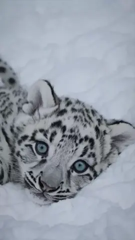 Cute snow leopard baby | niedliches Schneeleoparden Baby #cute  #snow #leopard  #baby  The most beautiful collection of the wonderful world of the animal kingdom.  Short videos of the beautiful and loveable animal world, for the animal loving community, with selected music as background for a great experience. All shorts are meant to be peaceful and children friendly content.  The channel is about funny animals, cute animals, Pets, funny cats, funny dogs, cute cats, cute dogs, funny video, wild animals and all about animals. Here you find cute animal moments, funny dog clips, precious cats shorts, viral pet videos, trending animal clips and in general the best clips and shorts of animals and pets of the internet. Die schönste Sammlung der wunderbaren des Tierreichs. Kurze Videos aus der schönen und liebenswerten Tierwelt, für die tierliebende Gemeinschaft, mit ausgewählter Musik als Hintergrund für ein tolles Erlebnis. Alle Kurzfilme sind als friedliche und kinderfreundliche Inhalte gedacht.  Auf dem Kanal geht es um lustige Tiere, niedliche Tiere, Haustiere, lustige Katzen, lustige Hunde, süße Katzen, niedliche Hunde, lustige Videos, wilde Tiere und alles über Tiere. Hier findest du niedliche Tiermomente, lustige Hundeclips, wertvolle Katzenvideos, virale Haustiervideos, trendige Tierclips und generell die besten Clips und Kurzfilme von Tieren und Haustieren im Internet.  VET Zentrum Zürich Letzigrund https://vetzentrum-zurich.ch #vet  #tierarzt  #tierarztpraxis  #pet  #cute  #zurich  #vetzentrum  #animals  #animallovers  #tierliebhaber  #animalcommunity  #viral  #foryou  #trending  #nature  #tiere  #fyp  #wildlife  #beautiful  #beauty  #art  #life  #funnyanimals  #animalsworld  #video  #funny  #cuteanimals  #best #animals  #travel  #World  #animalvideos  #animalslove  #happy  #babyanimals  #naturelovers  #family  #kidsvideo  #Love #coolest  #amazing  #cutepets  #follow  #popular  #friends  #smile  #explorepage  #Bestvideo  #madeforkids  #madeforfamily  #fun  #music  #explore  #reelstrending  #animaloftiktok #reels 