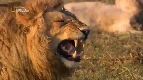 sư tử cười meme