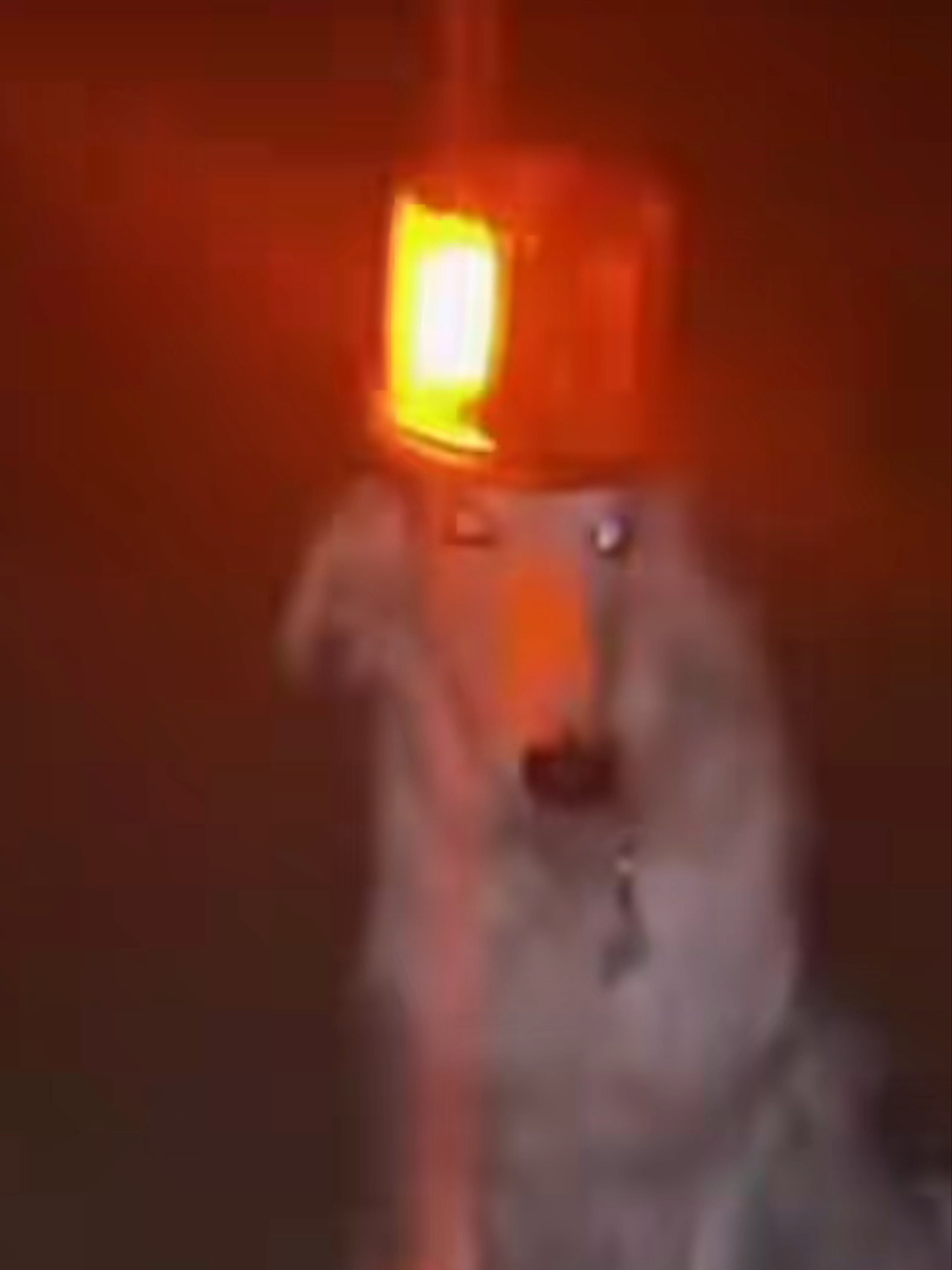 dog dubstep police #dubstep #edmtiktok #excision #riddim #crankdat #ravetok #lostlands