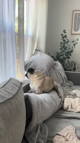 REVVV IT UPPP 💥 #fy #pug #wild #scream 