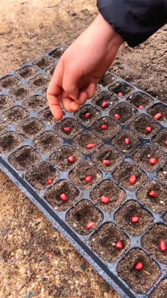 NEW 10pcs 128 Holes Seedling Tray BPA Free , High Survival Rate Seed Tray for Seeds Growing#Good planting helper, seedling tray # seedling cultivation # seedling cultivation # very convenient and practical # seedling tray # planting # High efficiency practical tool #fyp #foryou #tiktokshop #goodthing 