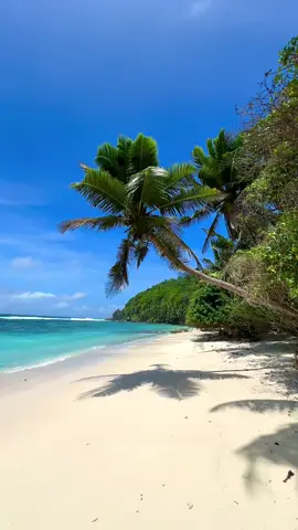 Seychelles together?  #mylife #seychellestiktok🇸🇨 #seychelles #positivity #luxurylife #beach #palmtrees #perfectplace 