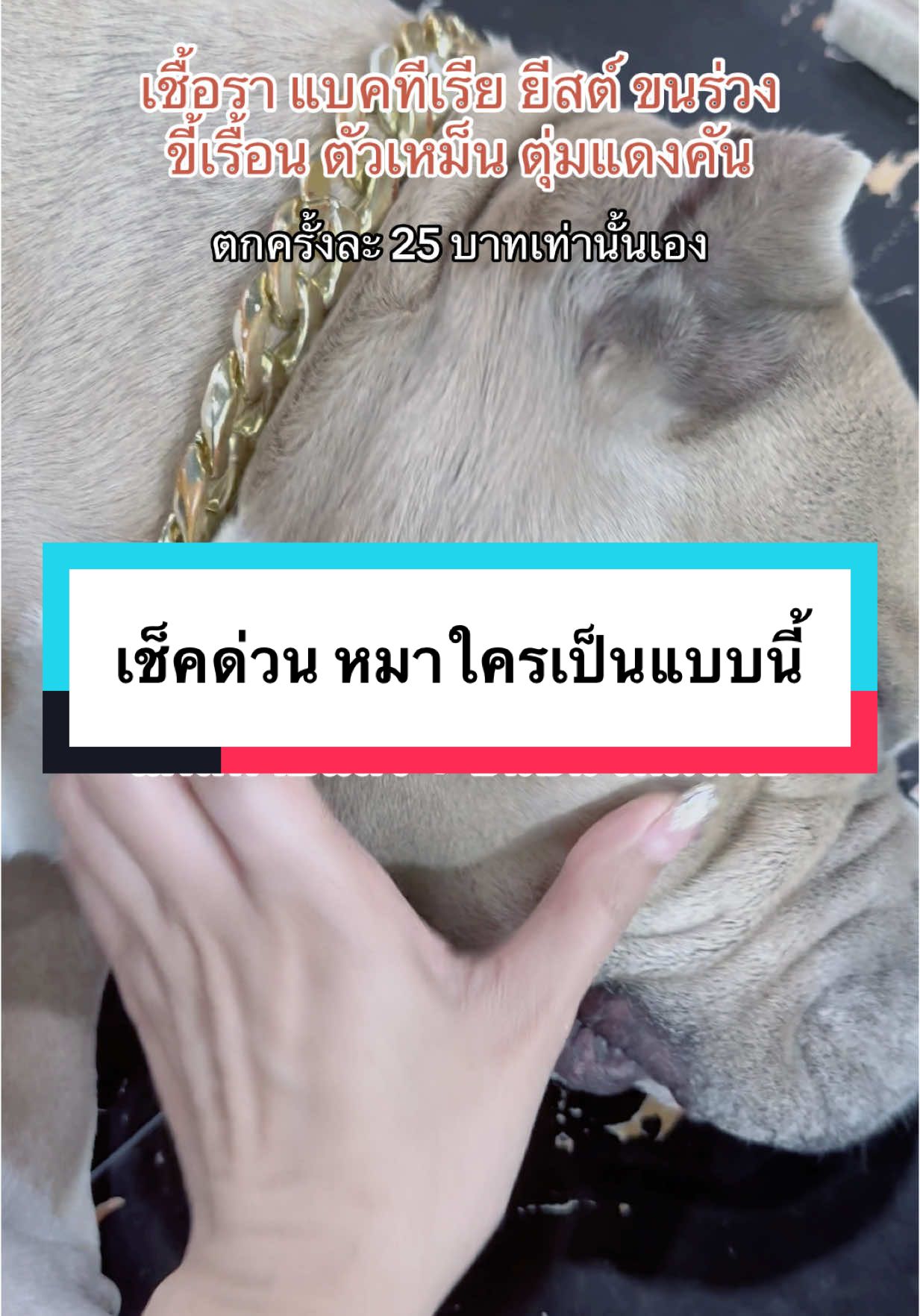 ตอบกลับ @อุ้งอิ้ง🩷💐 เช็คด่วน หมาแมวใครเป็นแบบนี้ !!  @แม่ฝนของคิงโจ | 324K 🌥️  @KINGJOE789  @KINGJOE789  @KINGJOE789  #แชมพูโรคผิวหนังสุนัข #ยีสต์ #ขนร่วง #เชื้อรา #แบคทีเรีย #ขี้เรื้อน #สวนสัตว์tiktok #สัตว์เลี้ยงtiktok #แชมพูคิงโจ #แชมพูdrjoe #kingjoe #คิงโจ #แม่ฝนของคิงโจ 