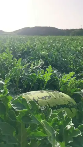 Sầu riêng cần gì để ra bông đồng loạt, đậu trái chắc? Giải pháp đây#phanbodasshuz1000 #nongnghiep #phanbon #dassh