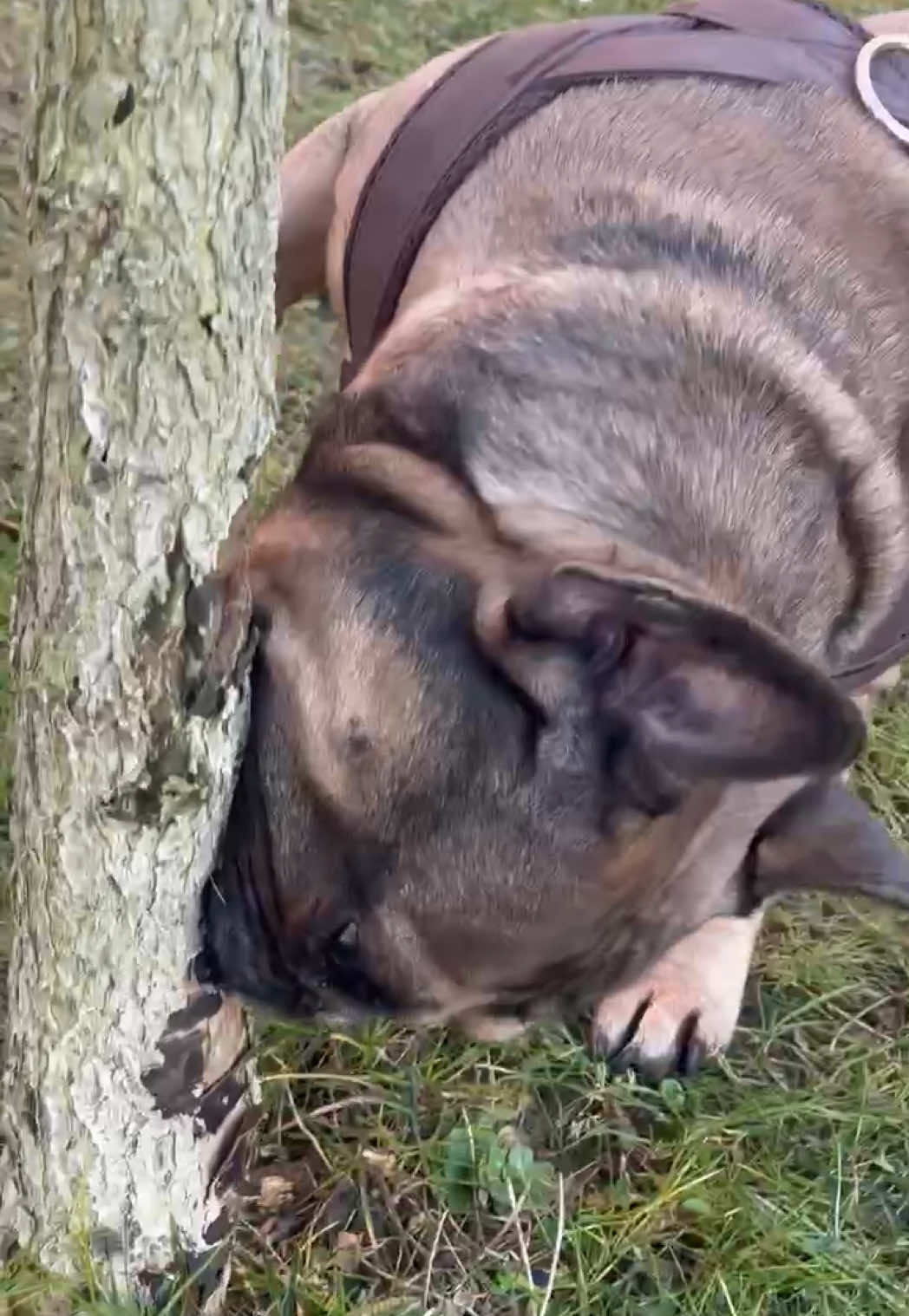 Bober zaklęty w ciele buldoga #bobr #bober ##🦫##frenchie##buldogfrancuski##dc##dlaciebie##polska