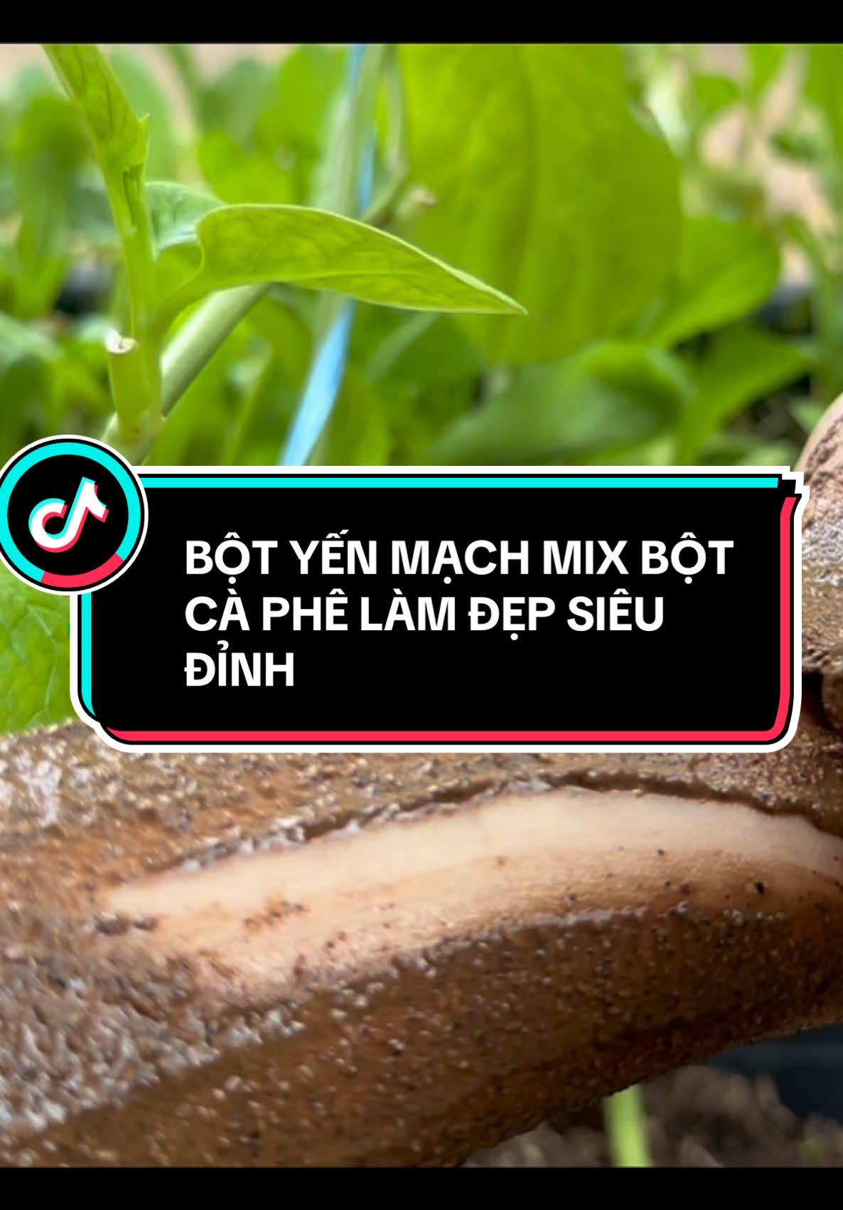 Dưỡng da bằng bột yến mạch và bột cà phê #botyenmach #lamdeptainha #botyenmachutrang #utrang #tamtrang #utrangbody  #lamdeptainha💖 