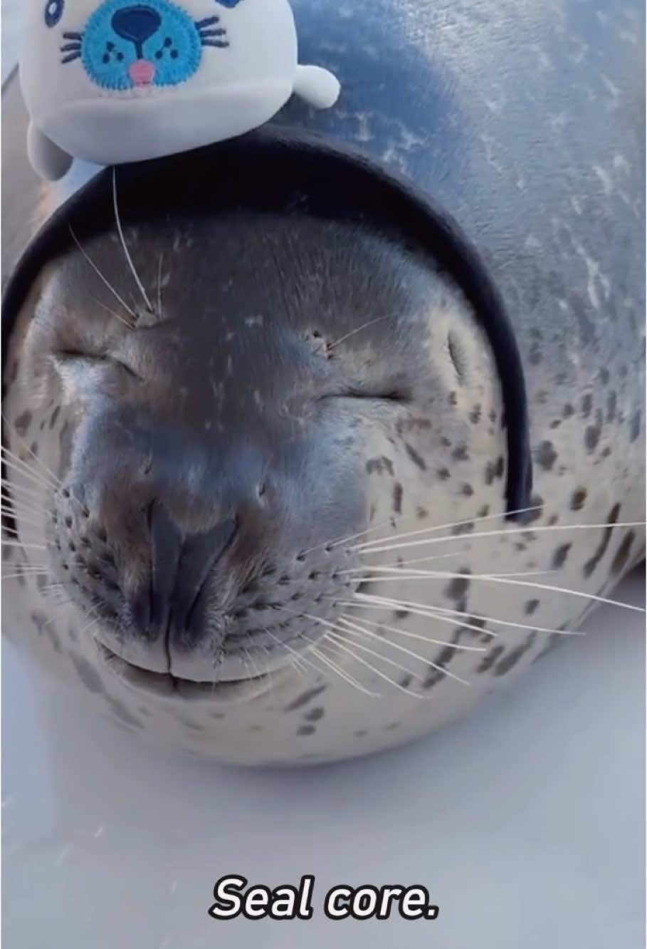 Seal core #seal #seals #sealsoftiktok #sealtok #sealcore #spottedseal #phocalargha #ringedseal #sealion #silly #cute #funny