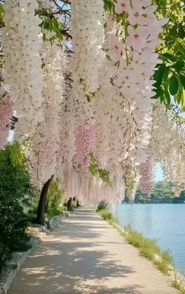 Đẹp quá#canhdepthiennhien #bìnhyên #vungtroibinhyen #thonqueyenbinh #anyen🍀 