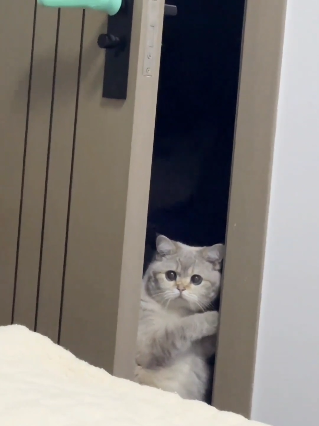 What are you doing there😑#kitten #cats #pets #cutecat 