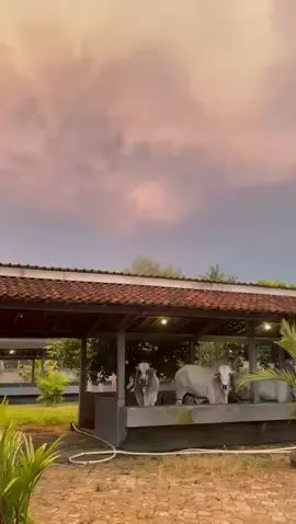 Dibawah langitmu setia farm berdiri🤩 #setiafarm #peternaksapiindonesia #peternaksapi #peternaksapimuda #purworejo24jam #sobatngarit #sobatngaret #sapipo #sapisuper #sapijumbo #sapiviral #sapi #sapiqurban #videoviral #fypage #fypシ゚ #fyppppppppppppppppppppppp #videotrending #tiktokviral #suasanadikampung #langitaesthetic #kandangsapi #juragansapi #blantiksapi #purworejohits #appsi #inspiration #sapitunggang #irfanhakim 
