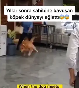 #hayvanseverler #hayvancılık #köpeğindostluğu #dostlukkardeşlik #arkadaşlık #👏🏻👏🏻👏🏻👏🏻👏🏻 