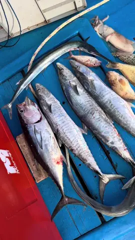 BEDA HARI,BEDA HASIL 🤙 #gilamancing🐟🐠🦈 #sukamancing🎣 #hasilmancing #mancinglaut #senangmancing #pemancing #anglerindonesia #janganlupamancing🎣🎣 #mancingmania 