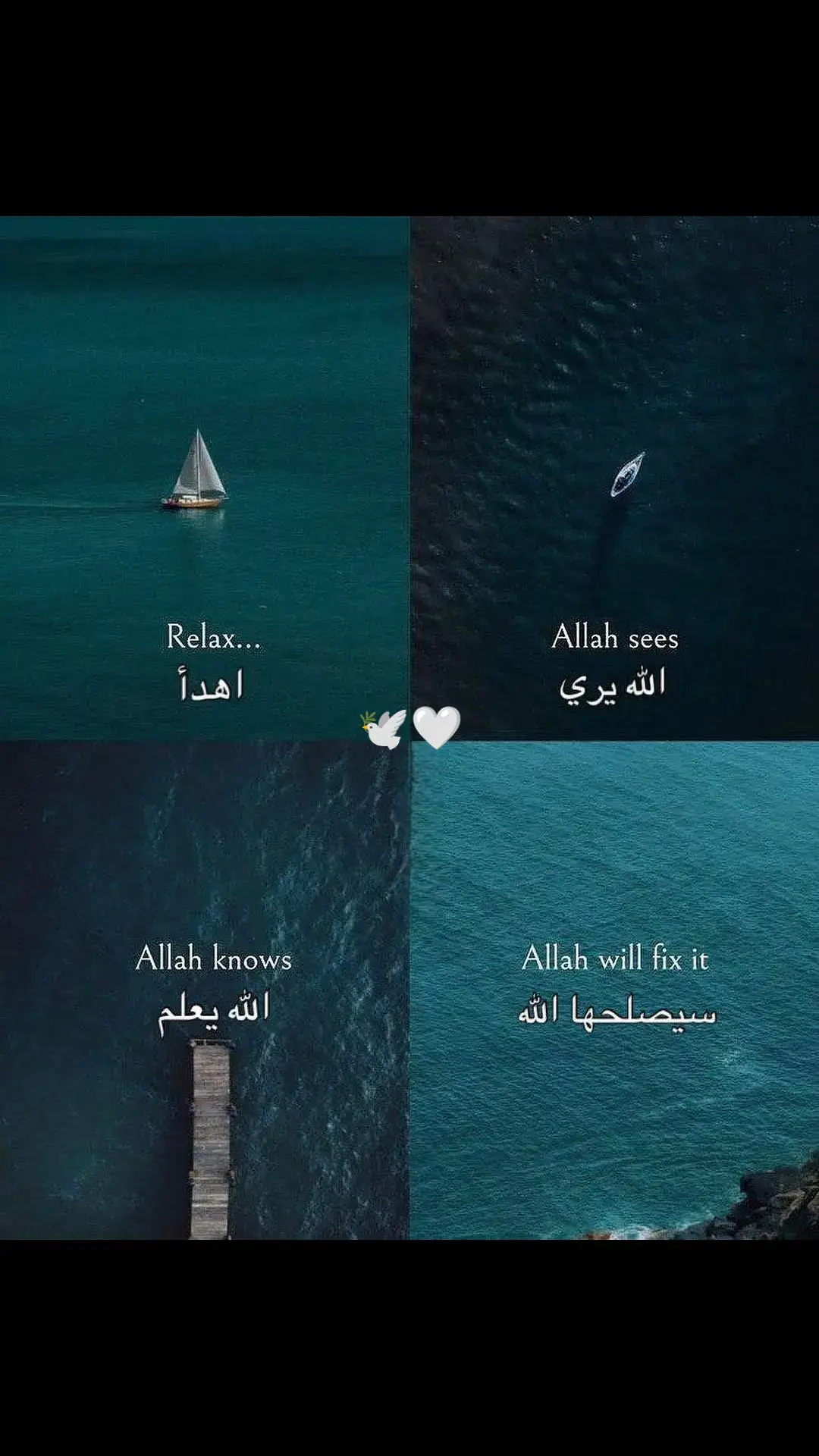 🕊️🤍